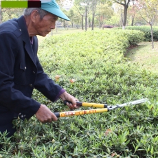 国产 Domestic 修剪花木/草坪剪刀/大剪刀/大花剪/修枝剪